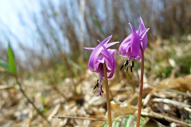 040420_hiruzen_flo_02.jpg